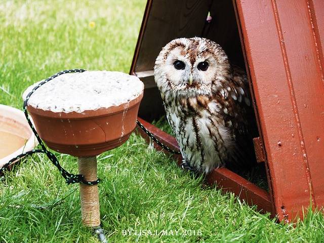 布拉格城堡皇家御花园