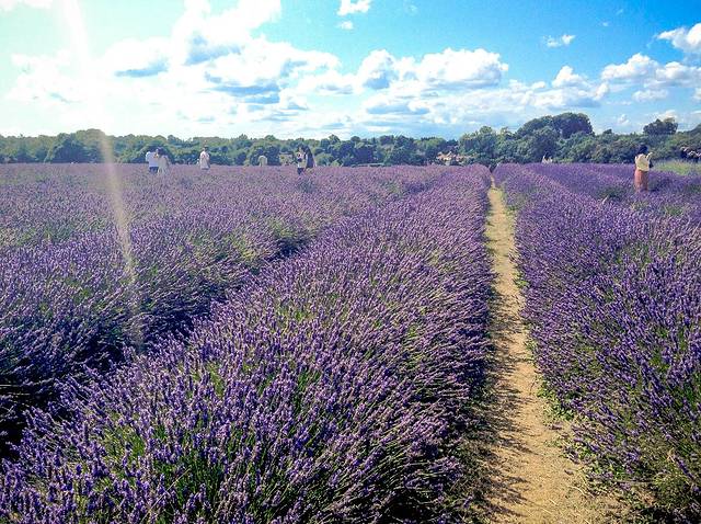 梅菲尔德薰衣草农场