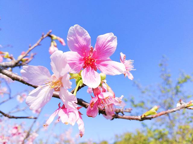 聚龙山生态公园