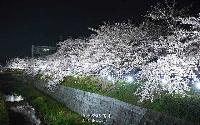 山崎川四季之道