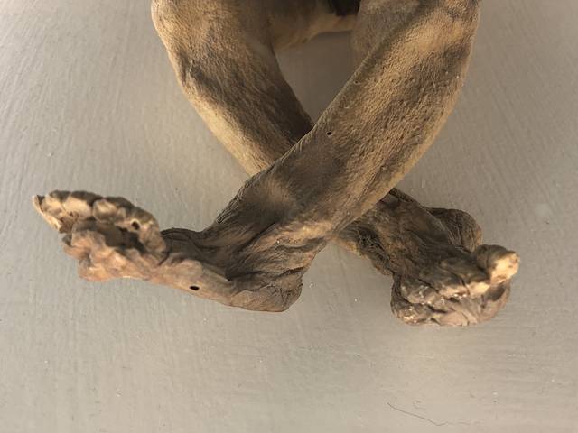 墨西哥木乃伊博物馆