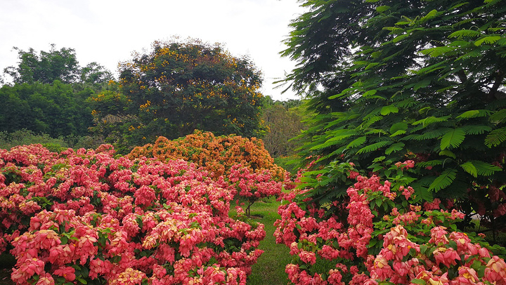 精致一点分为百花园百果园等等我觉得最美的是百花园争奇斗艳的百花园