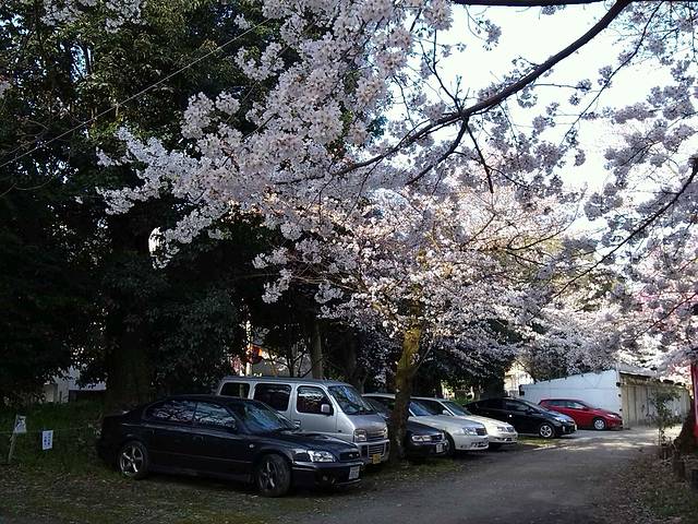浪漫四月樱花现,动漫天堂秋叶原。