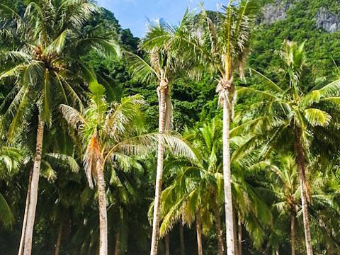 七勇士海滩旅游景点图片