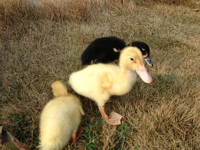 延安民俗文化村