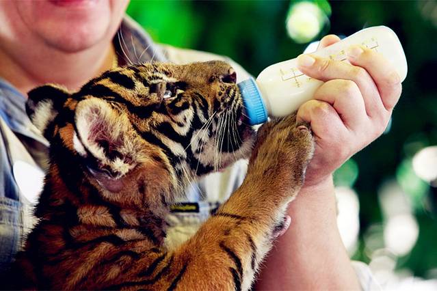 苏梅水族馆和老虎园