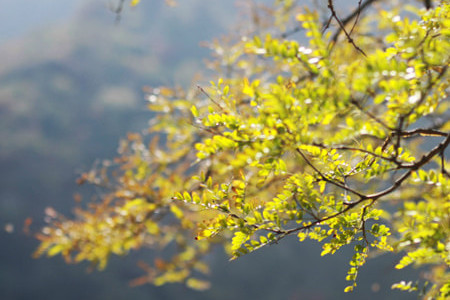 太行五指山景区