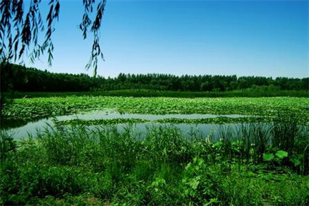 邯郸市石桥湿地公园图片