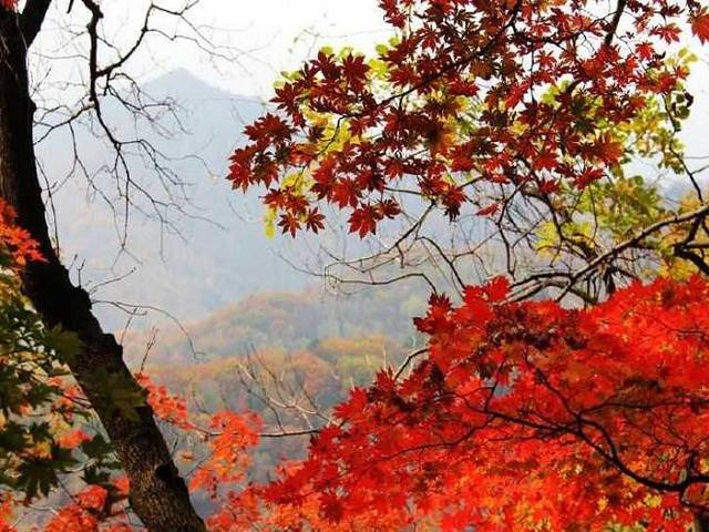 枫林谷森林公园