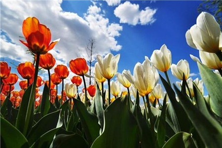 北京国际鲜花港