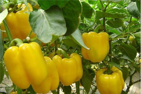 红栌山庄微农场