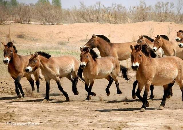 神州荒漠野生动物园