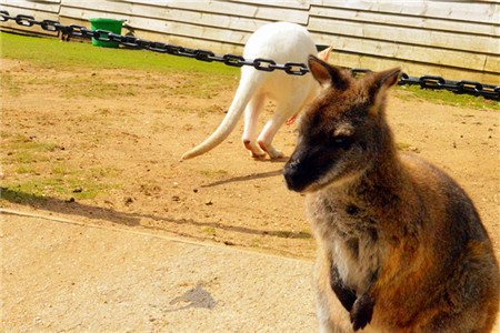 Seaview Wildlife Encounter