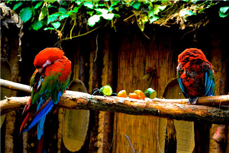 亚马逊世界动物园