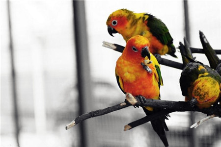 东莞香市动物园