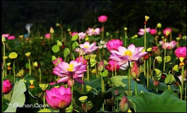 鑫农湖荷花湿地公园