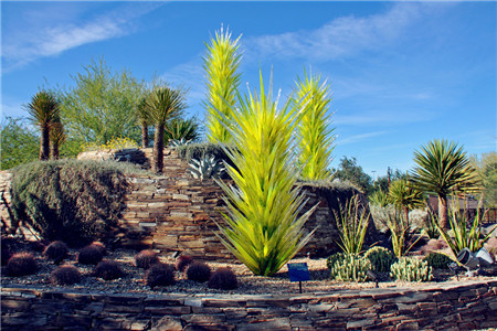 沙漠植物园