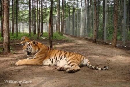 吉林省东北虎园