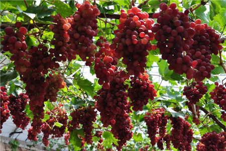 世界葡萄博览园