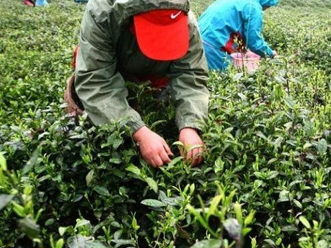 茶人谷生态旅游区旅游景点图片