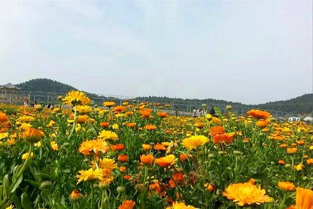 中国有机生活公园