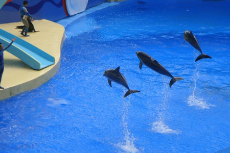 海合安青岛极地海洋公园