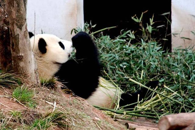 黄山大熊猫主题乐园