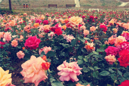 玫瑰情园