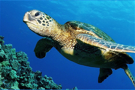 东京极地海洋馆