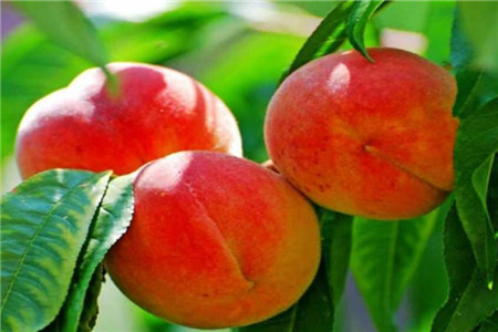 京东桃源采摘园