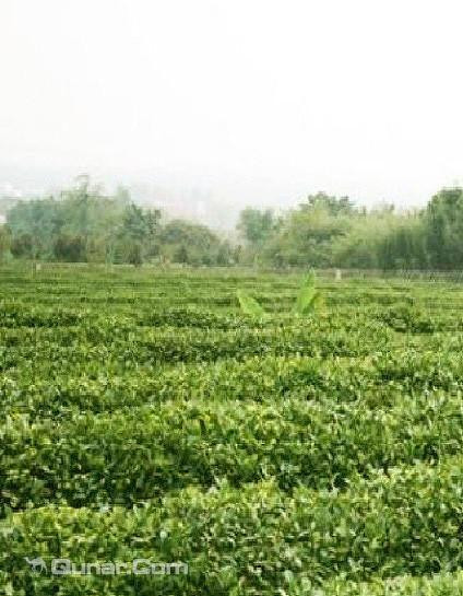 日照文山茶博园