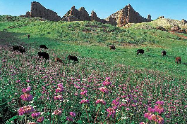 贵州修文苏格兰牧场