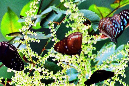 桂林蝴蝶谷瑶寨