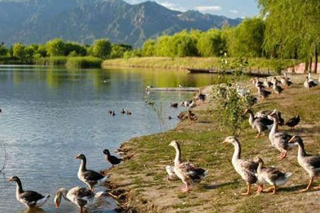 野鸭湖国家湿地公园