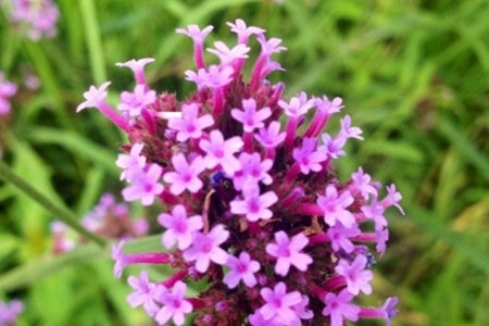 紫海鹭缘浪漫爱情主题公园