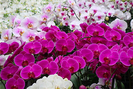 金车员山兰花园