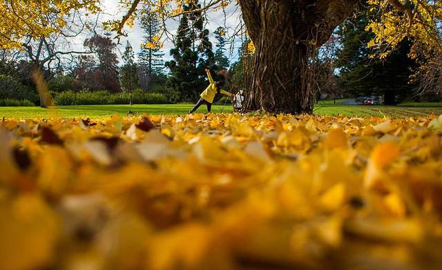 奥克兰中央公园