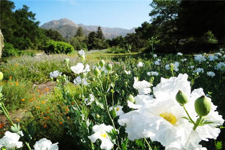 圣巴巴拉植物园