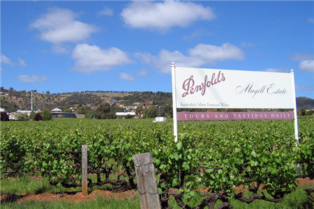 奔富玛吉尔庄园