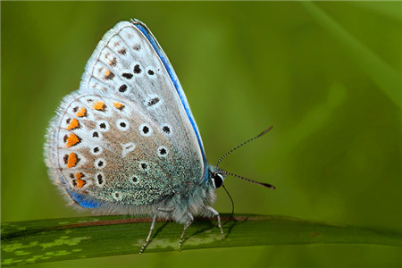 斯特拉福德蝴蝶园