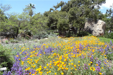 圣巴巴拉植物园