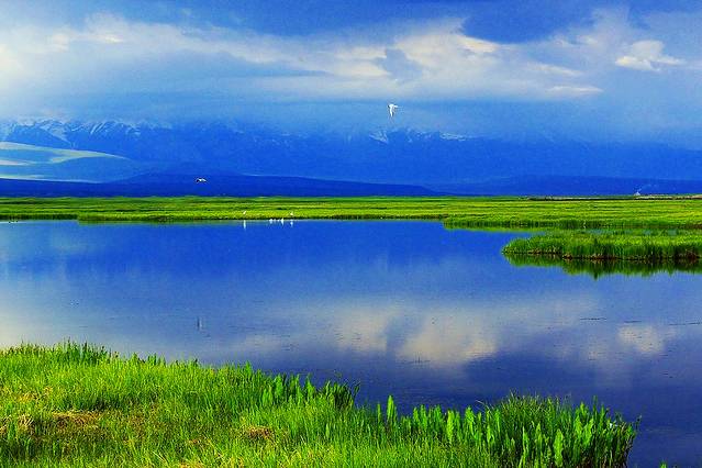 巴音布鲁克天鹅湖