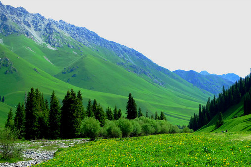 巩乃斯森林公园