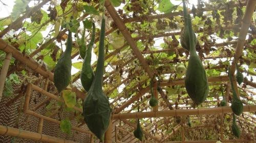 归原田居有机农庄