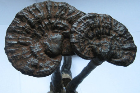 瑞鹏山野珍品销售处