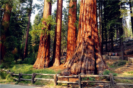 马里波萨谷巨杉林