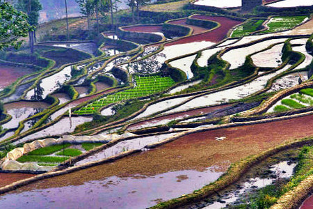 龙树坝梯田