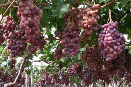 田园时代葡萄园