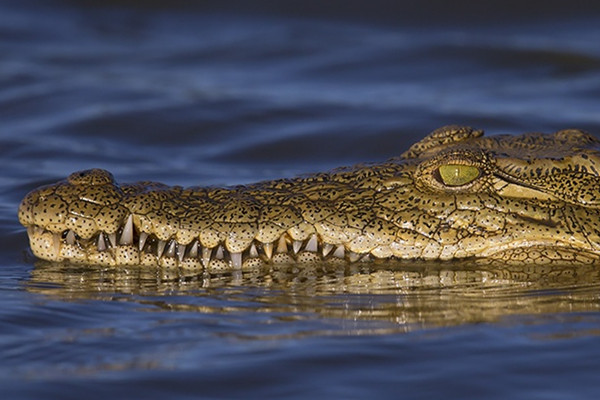 达尔文鳄鱼公园