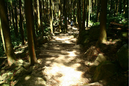 马武督探索森林